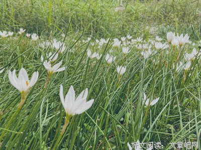 有关花伴蝶的句子