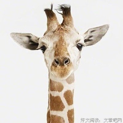 燕草如碧丝句子大全