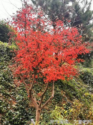 《醉美人生》经典观后感1000字