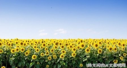 关于遍体鳞伤的唯美语录