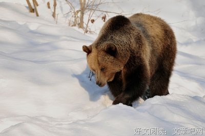 《我已经够好了》读后感1000字