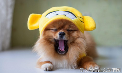 独爱无二读后感摘抄