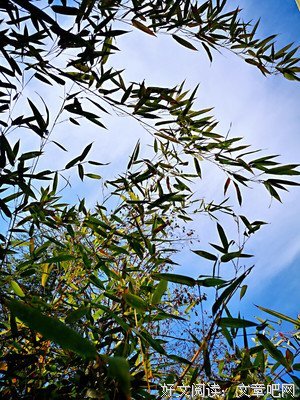 《言叶开样始病我庭》的句子