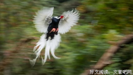 有关翩若惊鸿的句子
