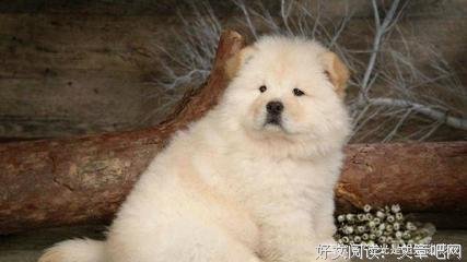 吾自二次来的句子