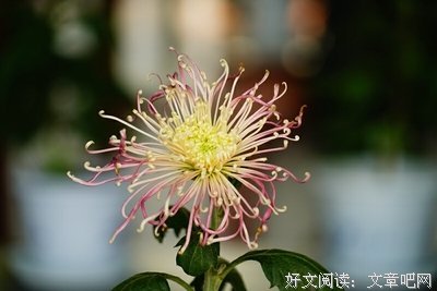 诗句美如画