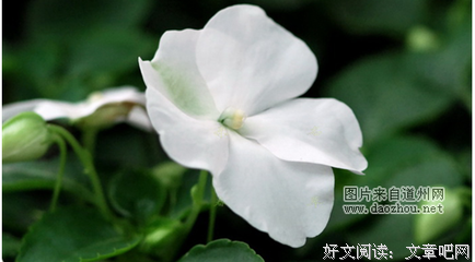 瘦硫磺经典名句