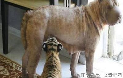 越长大越孤单 越长大越不安经典读后感有感