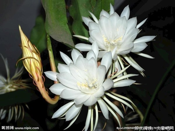 关于昙花一现的唯美语录