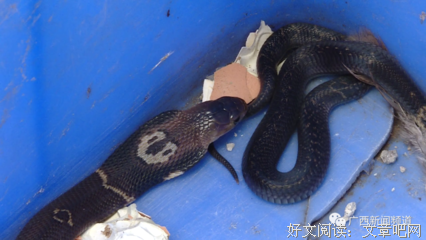 社会组织与社会治理读后感锦集
