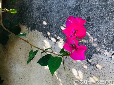 关于小红花的句子