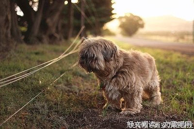 遗憾 忧伤的美好词好句