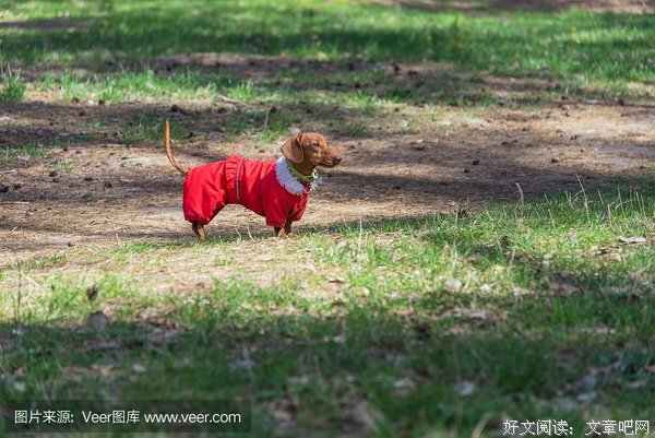 《青年狗艺术家的画像》读后感锦集