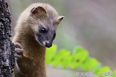 关于居高临下的座右铭
