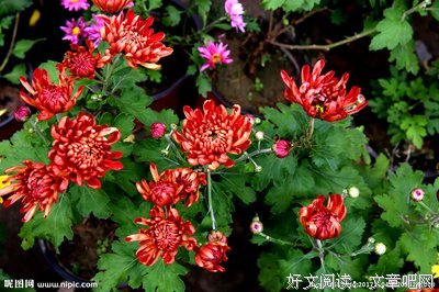《红菊》经典观后感有感