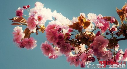 逆风如解意，容易莫摧残名句欣赏