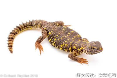 《狂野阿拉伯》经典观后感有感
