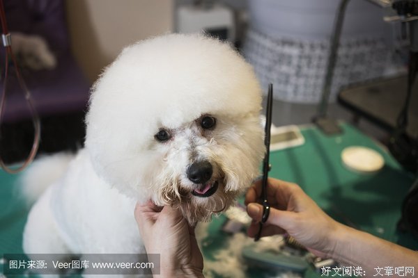 《狗与剪刀的正确用法》经典观后感集