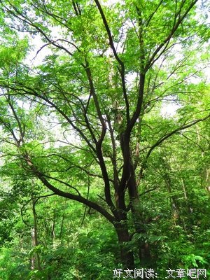 关于枝繁叶茂名言名句