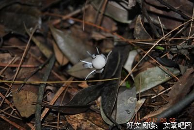 《极端植物笔记》读后感锦集