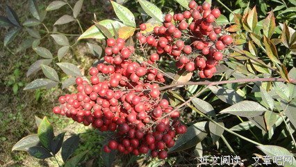《红豆南国》的句子