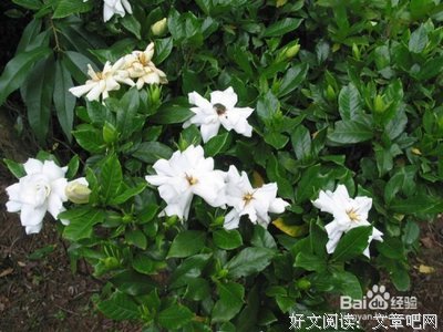 最经典的《凋零的栀子花》经典名句