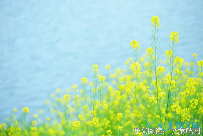 随缘的优美句子