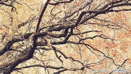 我的思绪经典的句子