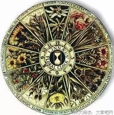 《神奇的人体生物钟》读后感摘抄