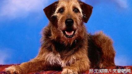 满目疮痍的句子