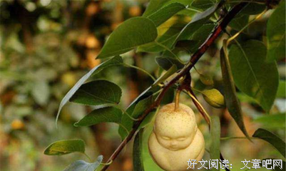 茶叶秘密读后感摘抄