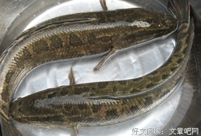 有关爱潜把便的乌鱼名言大全