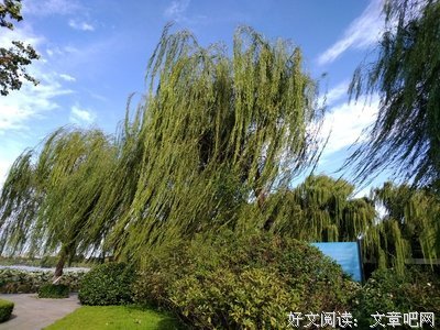 《我的爸爸是男人》经典的句子大全