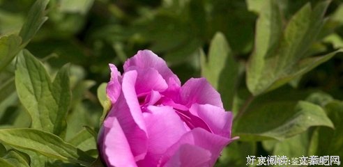 有关将心比心的美文美句摘抄