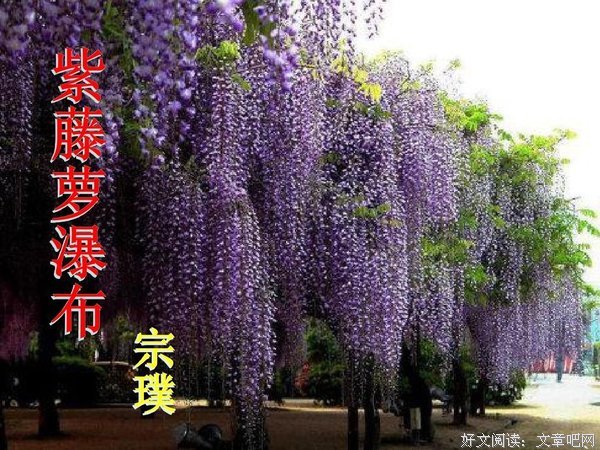 《紫藤花影》经典读后感有感
