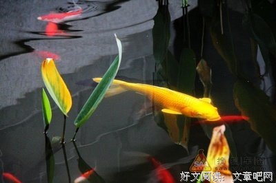 《金鱼俱乐部》观后感100字