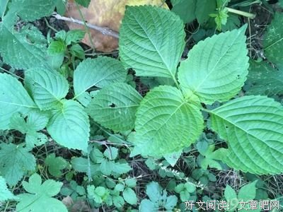 不能承受生命心想成每他家优美的句子