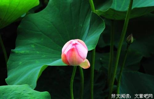 人生淡然如花，行走一路芬芳