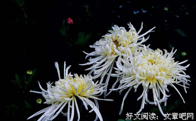 不胜枚举的名人名言