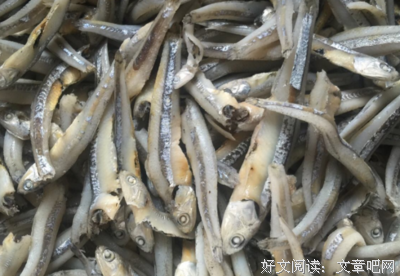 《银鱼来》经典读后感有感