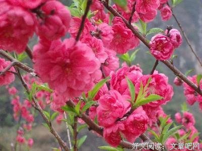《桃花朵朵笑良缘》读后感100字