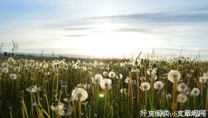 桃花朵朵笑良缘读后感精选