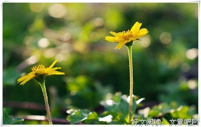 描写谨小慎微的经典句子