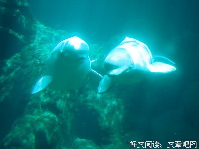 我在美国当农民读后感摘抄
