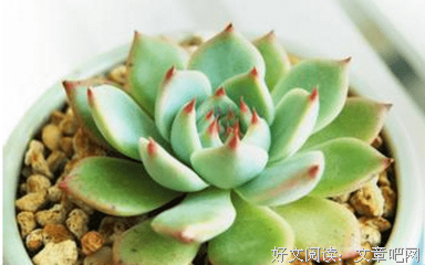 喜欢你是一份安静优美的句子