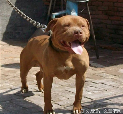 最经典的《土佐好第路梦》好段摘抄