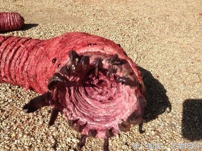 蒙古死亡蠕虫好看吗经典影评锦集