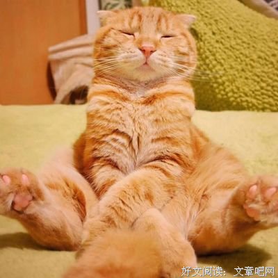 《遭遇喵星人》读后感摘抄