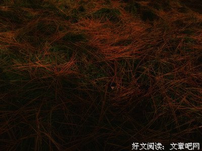 《惟适之安》读后感摘抄