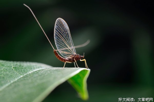 蜉蝣经典的句子